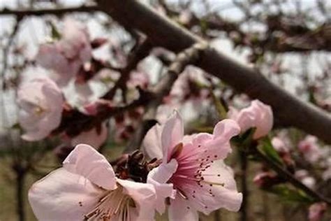 犯桃花是什麼意思|命犯桃花（命运里出现爱情纠葛、异性缘变佳的情形）…